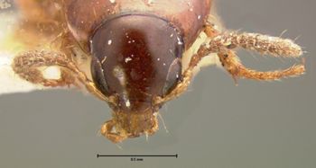 Media type: image;   Entomology 7356 Aspect: head dorsal view